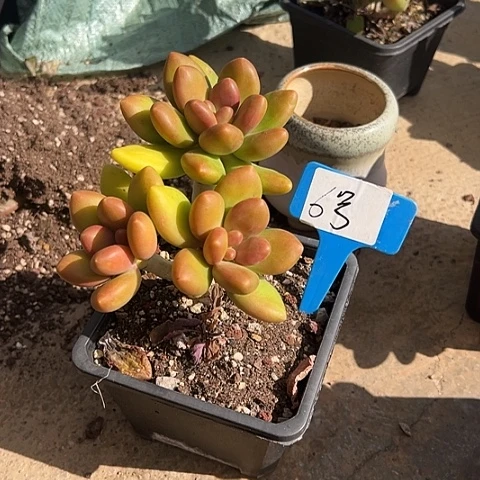 6号南果奶一个投土