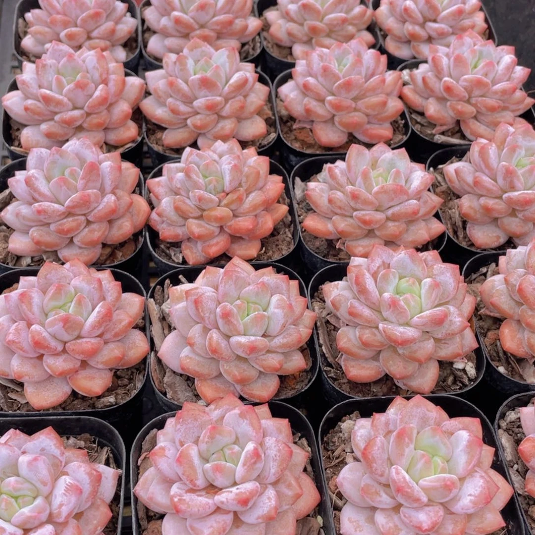 量拍16号 丸叶优选半夏单头一个