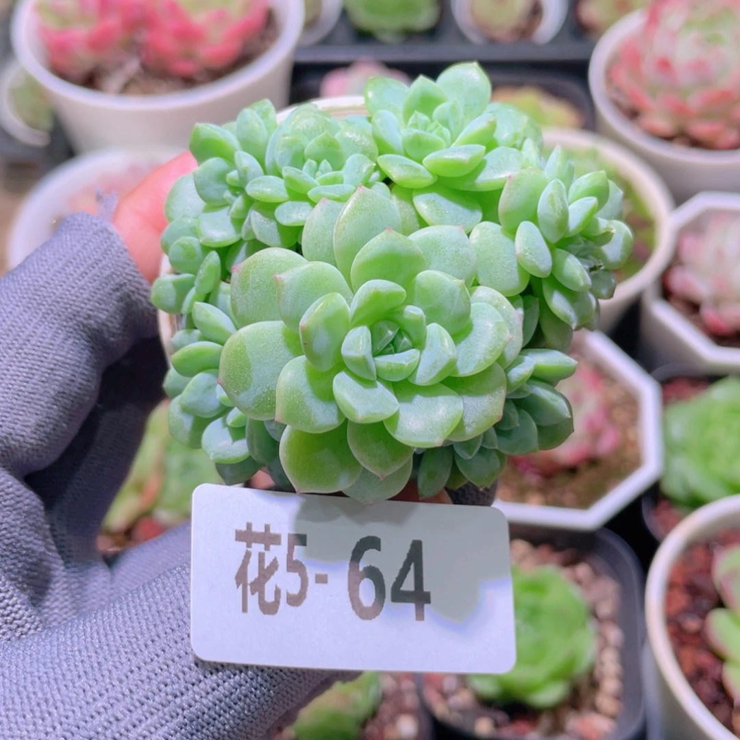 花利美 5-64新品