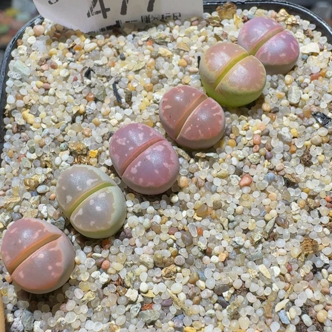 Ssss精品生石花477