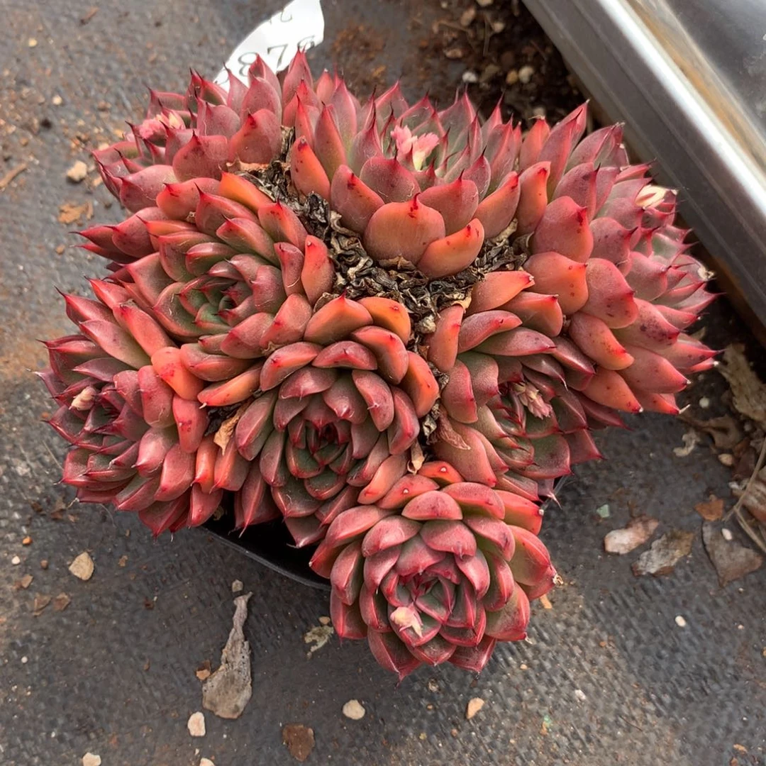 5878新年快乐发发发