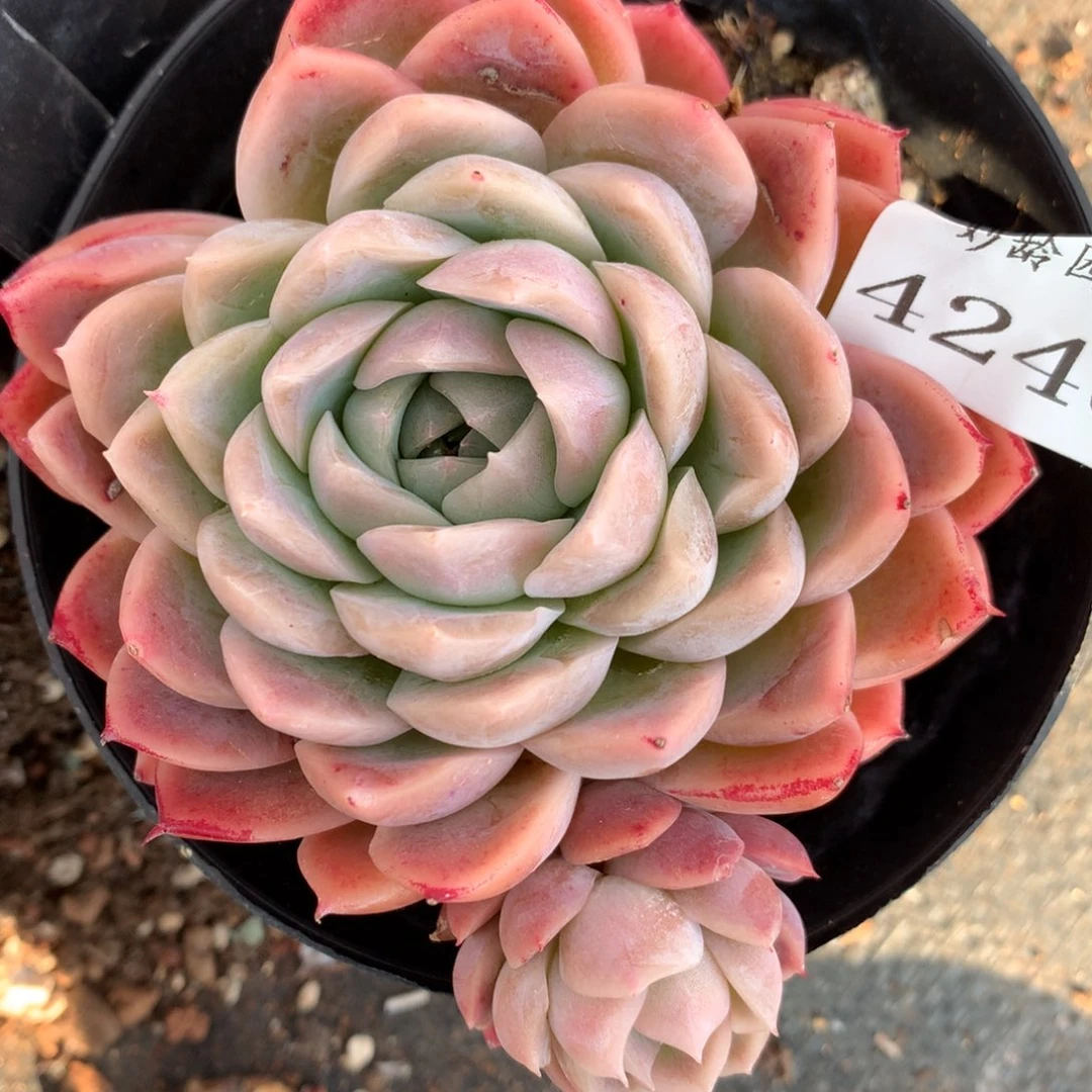 4246杂交多肉植物