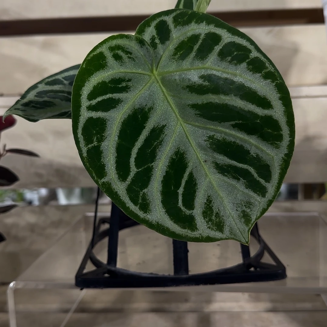 无花朵铜锣烧花烛