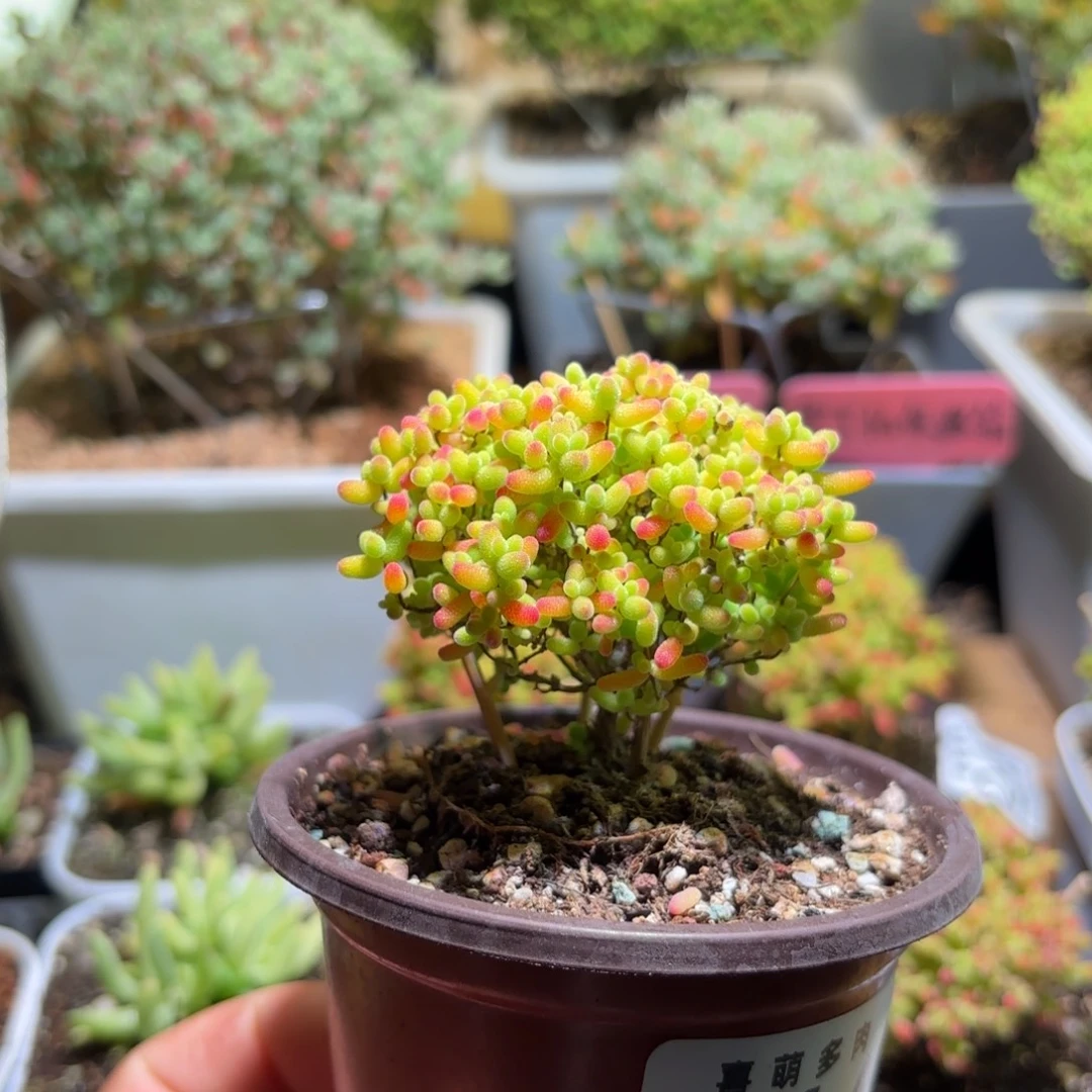 枝干番杏密橘糖球264