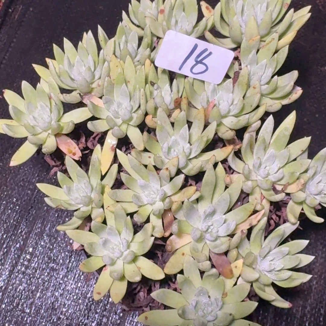 3代杂交仙女杯多肉福利