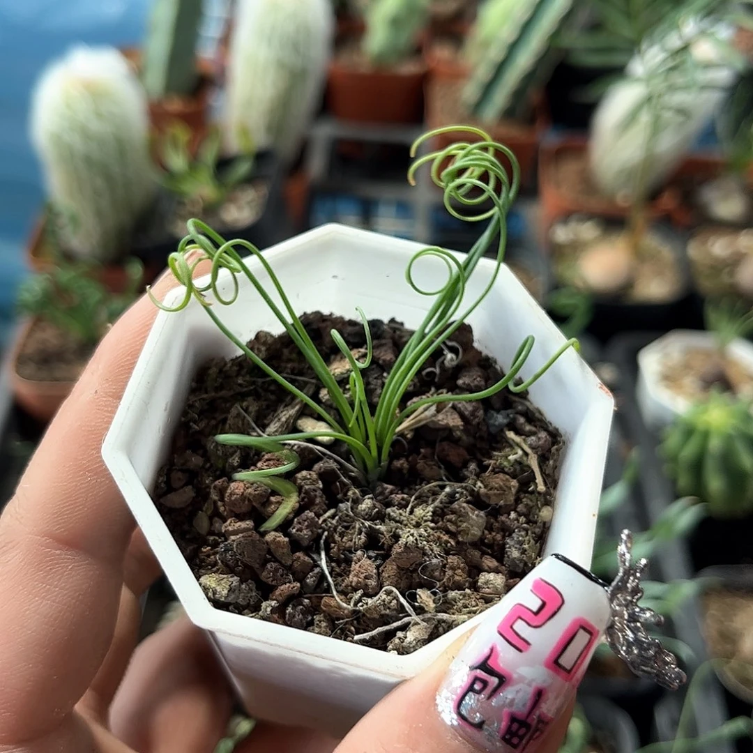 毛细弹簧草单头发货有根