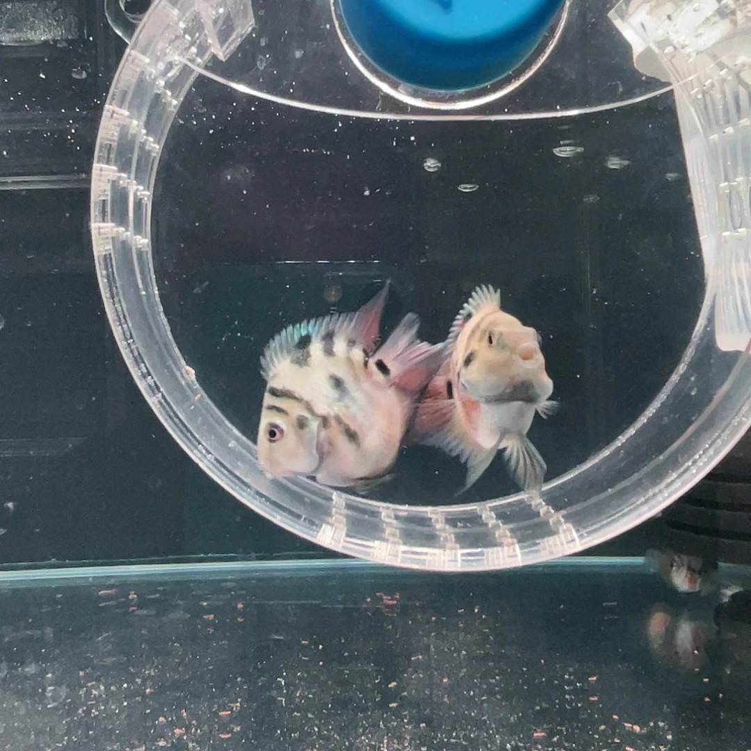 鹦鹉鱼摩卡色一对