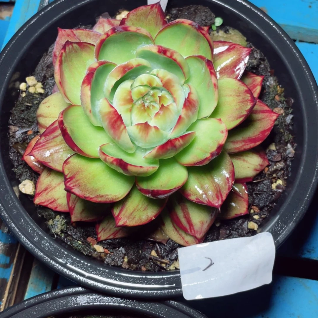 小****惊鸿仙子58一物一拍