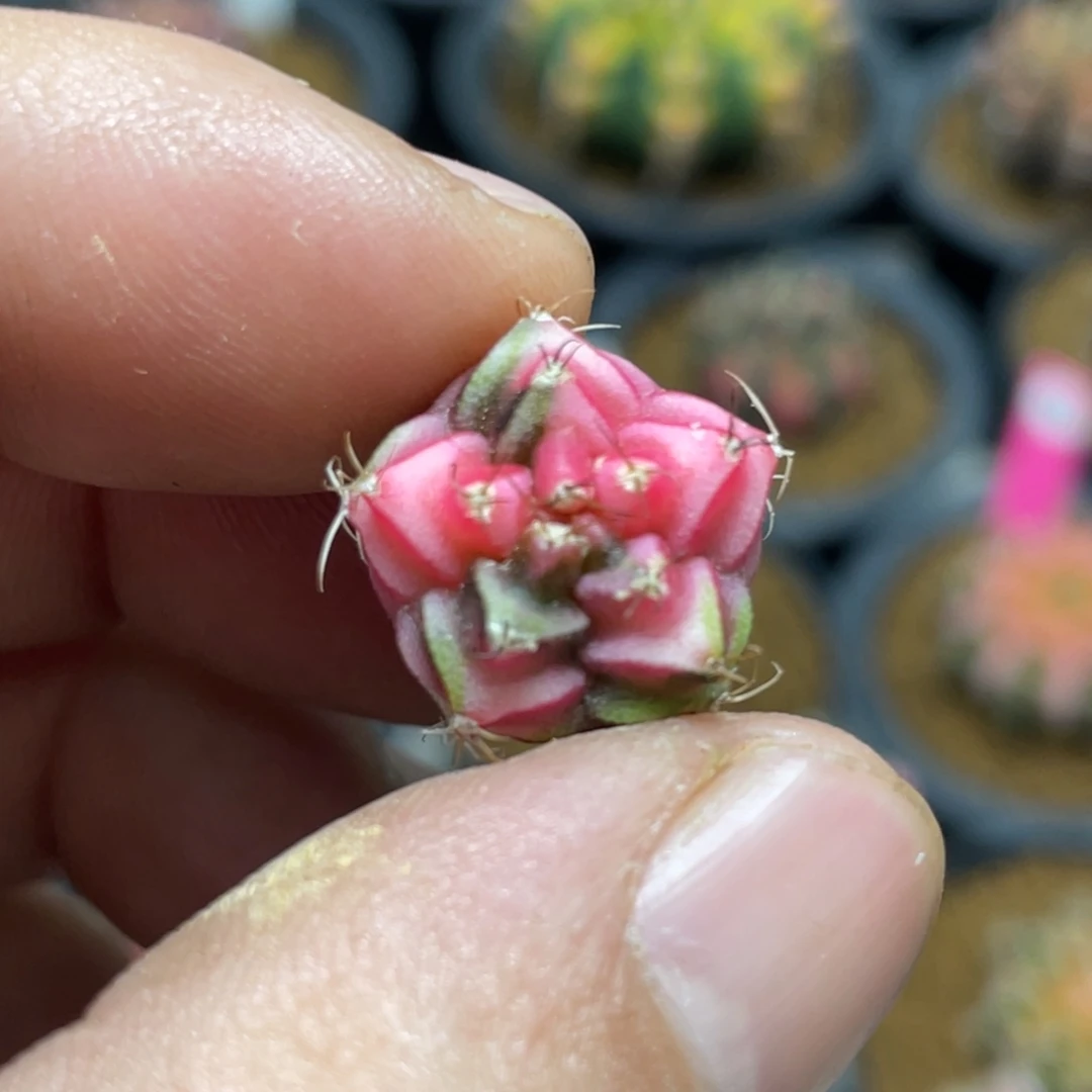 当前无花朵，栽培后可花朵五棱米哈锦