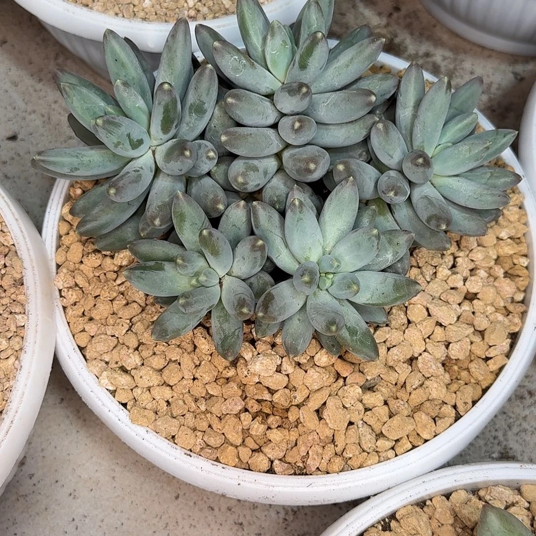 松果美人多肉植物