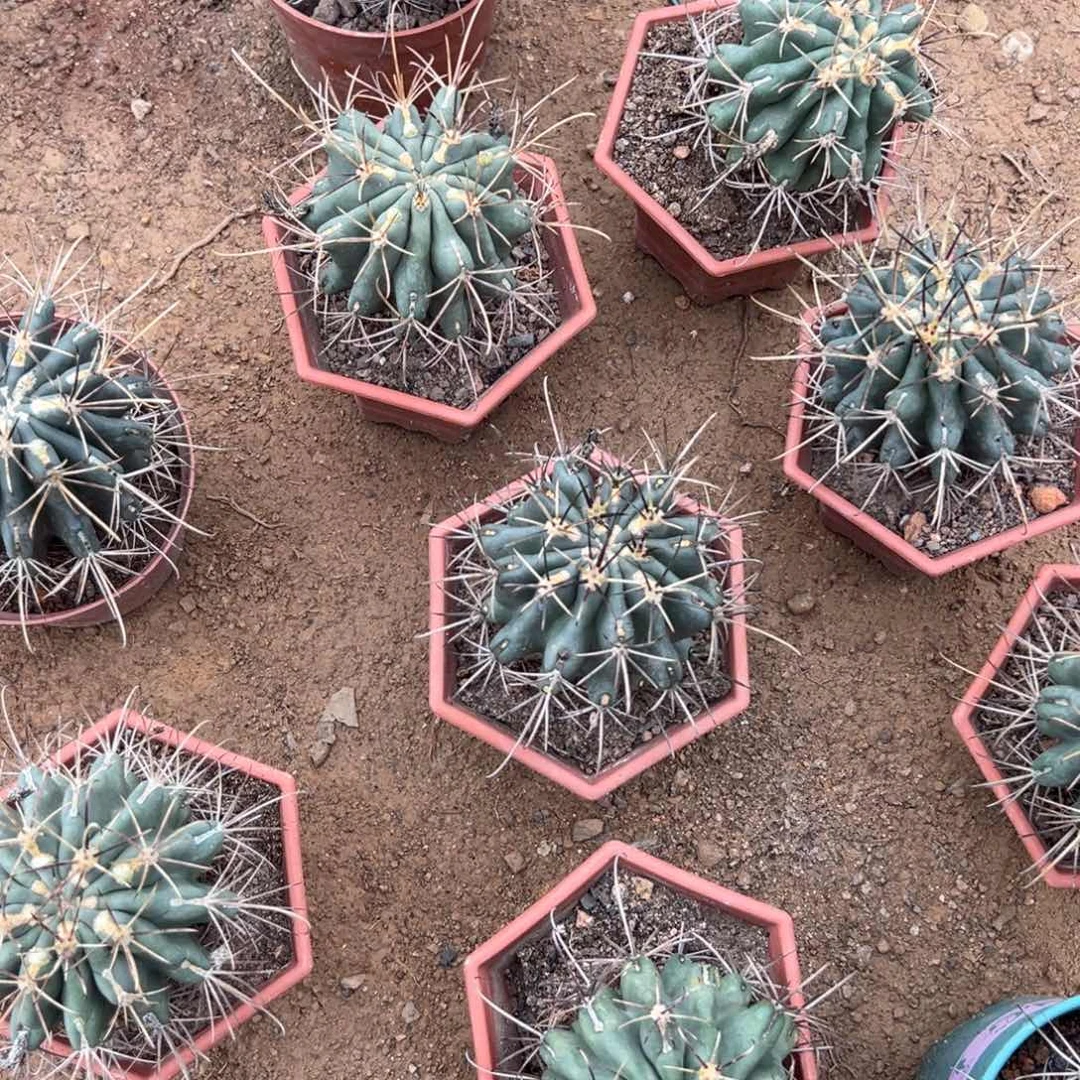 黑罗刹随机一颗。