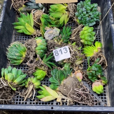 813丑雨露一物一图如图