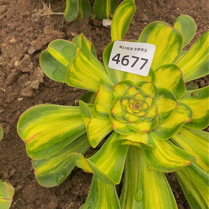 4677暴君多肉植物