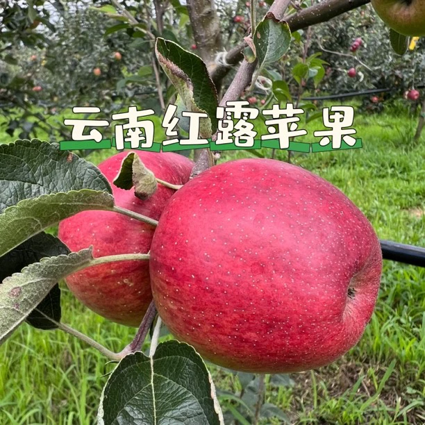 云南高原红露苹果脆甜爽口产地现采直发5斤包邮