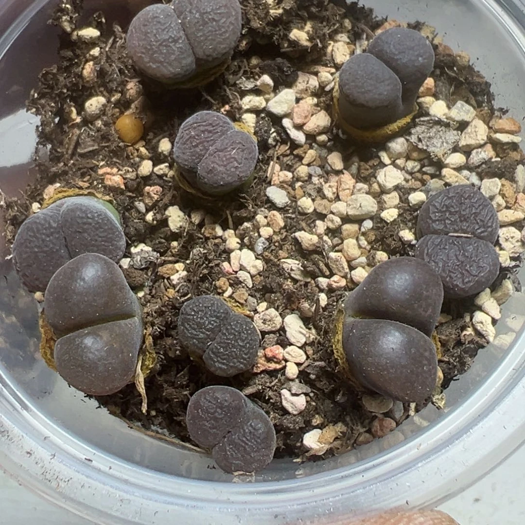 【闪购商品】 136。