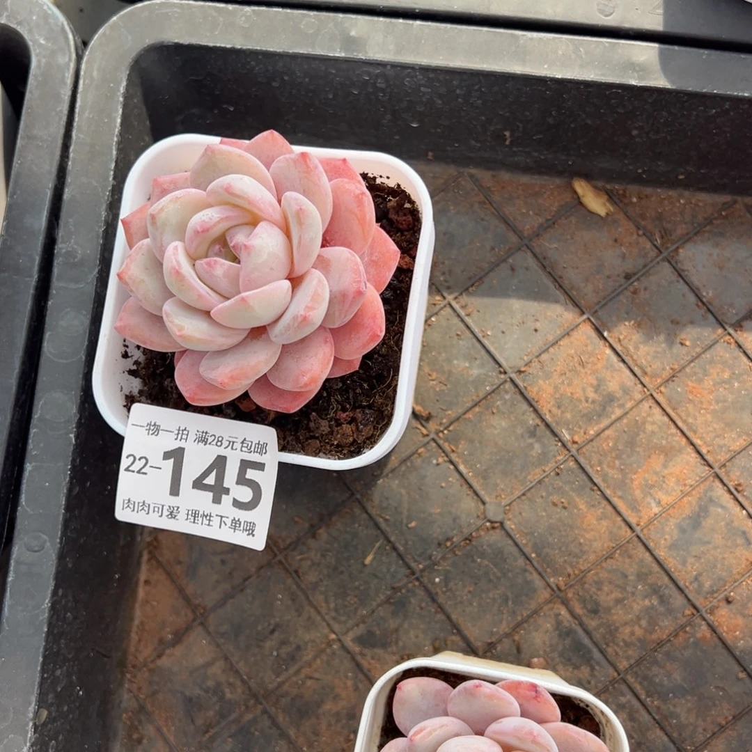 美*橙梦露多肉多肉多肉多肉