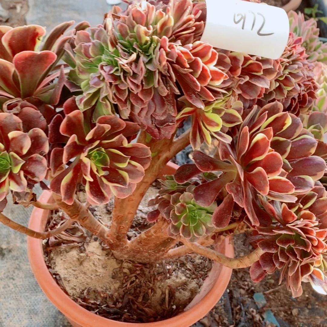 完全开放6172号欧嘉莉缀化1颗