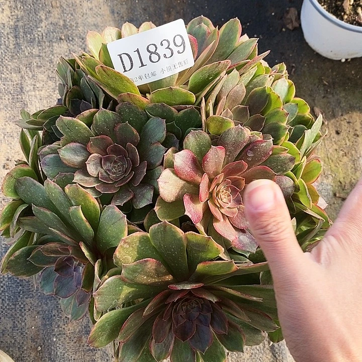 1839溏心半夏不周正