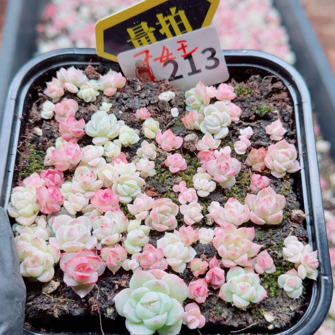 多肉植物多肉植物