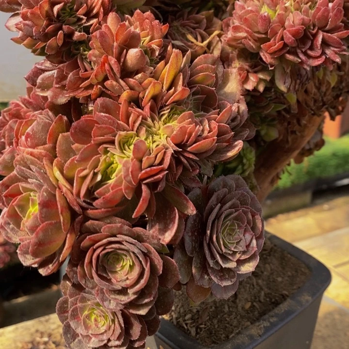 故****C抹茶一颗多肉植物