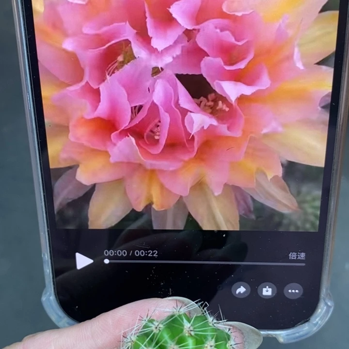 香香卷花侧芽2公分左右