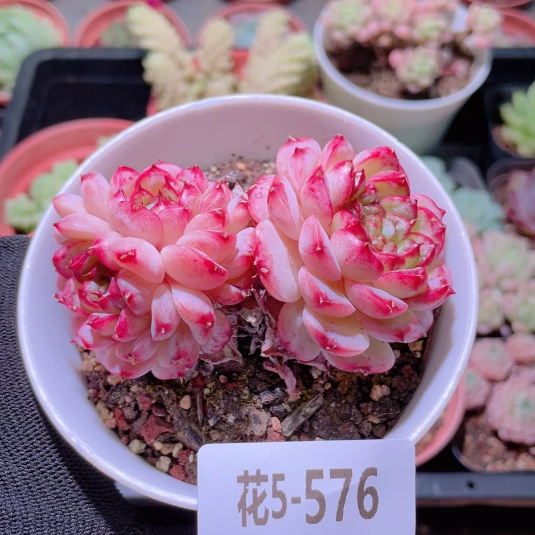花利美5-576天鹅绒