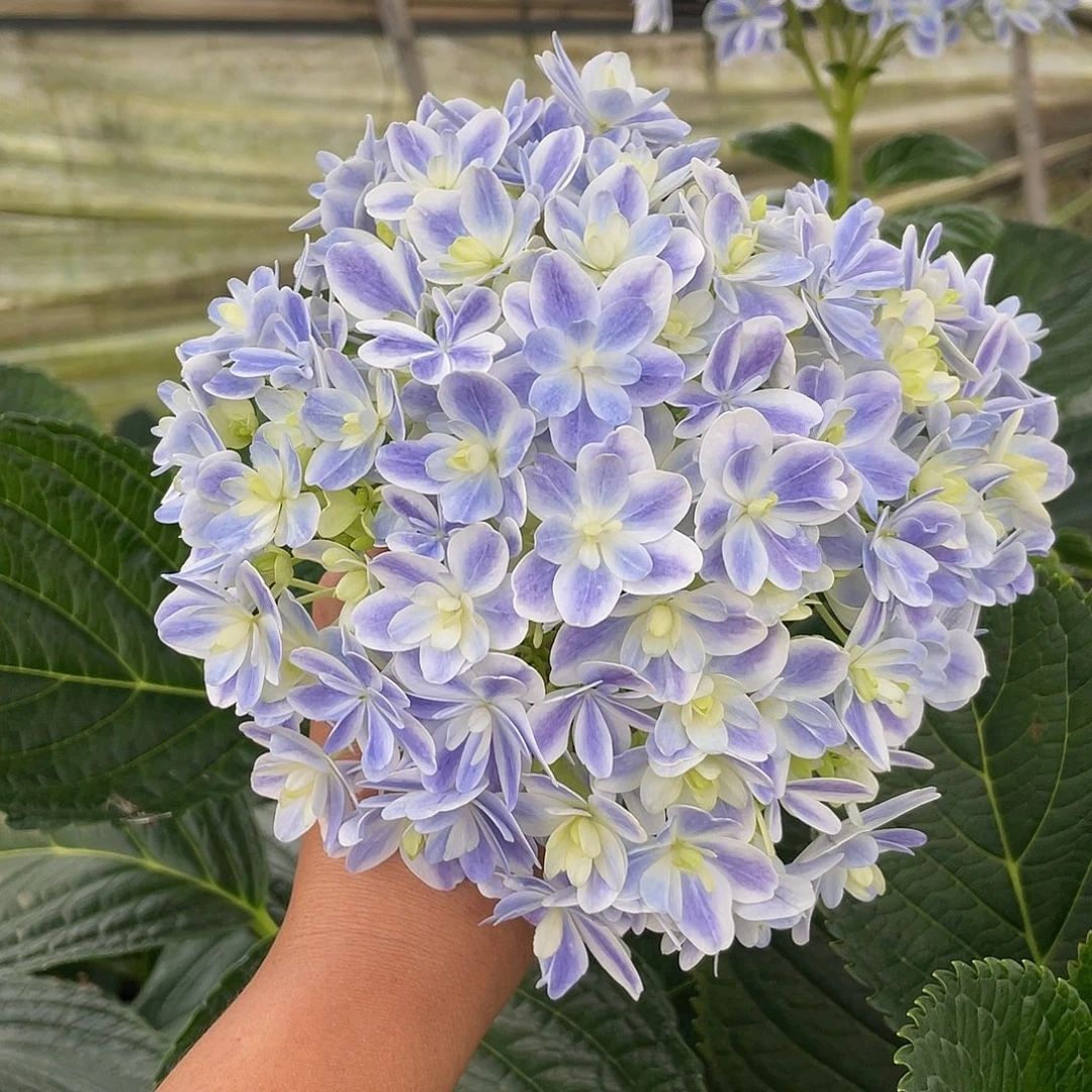 绣球切花一物一拍3枝起包邮，184
