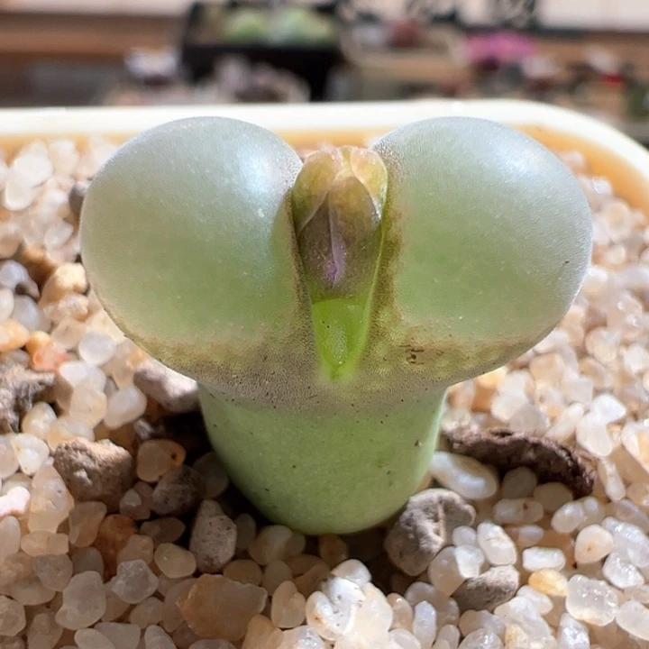 981。 优选大眼泡泡窗b23
