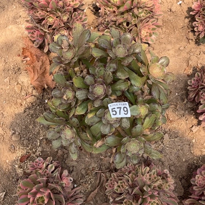 V锦579不包断枝的