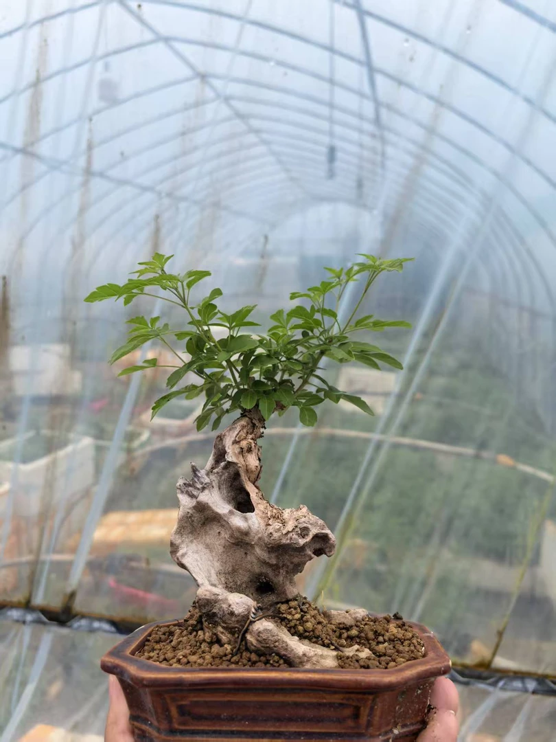 黄荆根老桩盆景，直播间【一物一拍】老桩素材