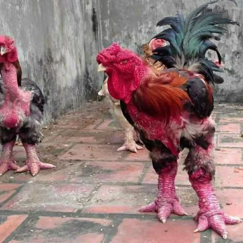 宠物鸡  东涛鸡大型宠物鸡越南粗腿鸡 粗脚鸡3-5两发货  活体包邮