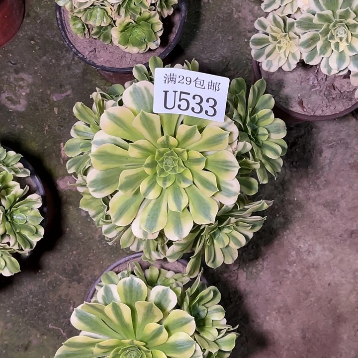 533金丝翡翠    多肉植物
