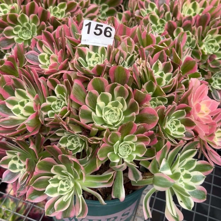 156白凤32厘米左右