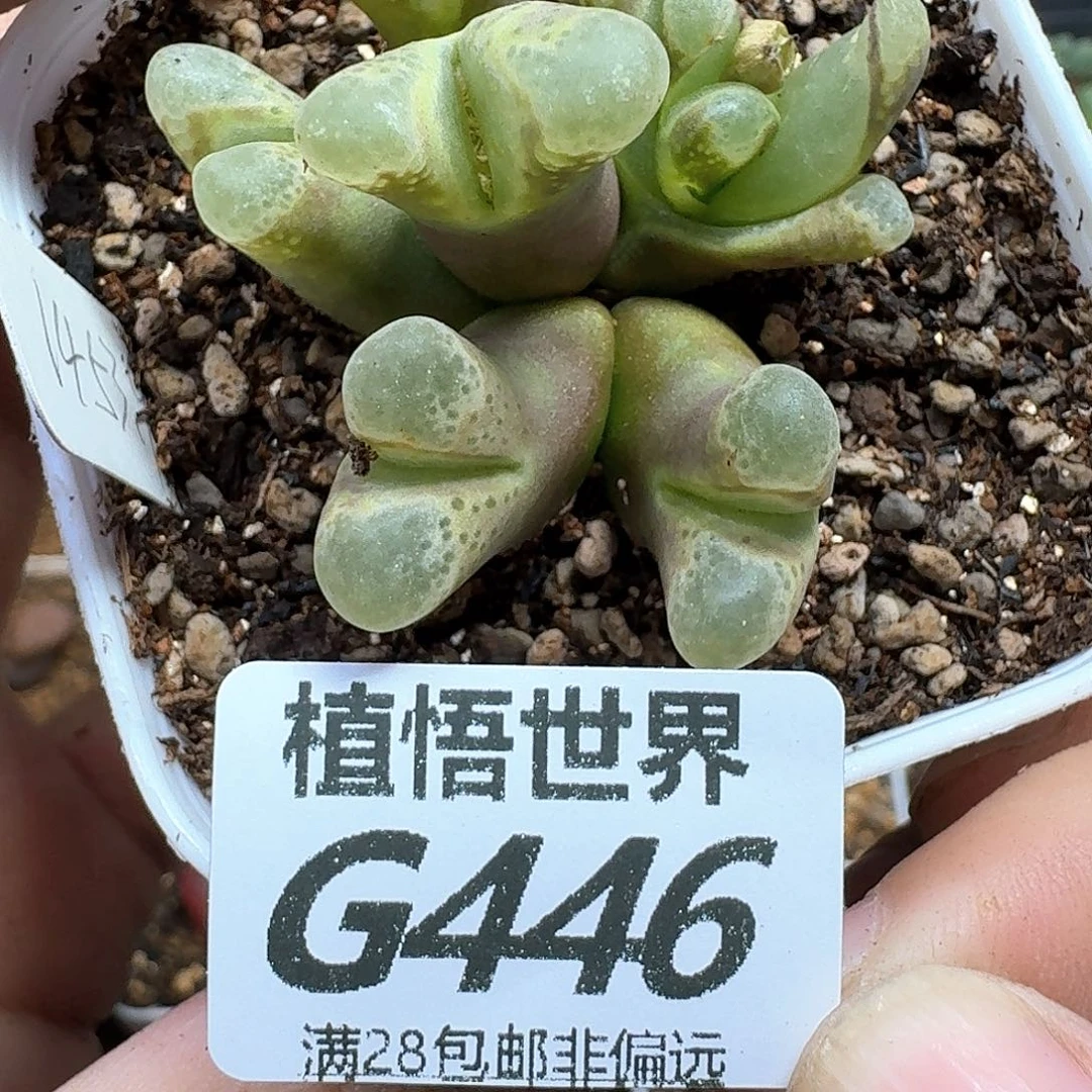 多肉植物的人生ggh