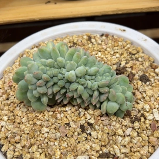 奶糖缀 化 夏鸣园艺