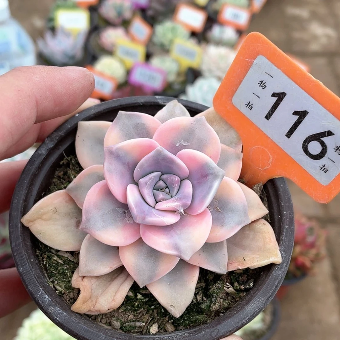【闪购商品】116号