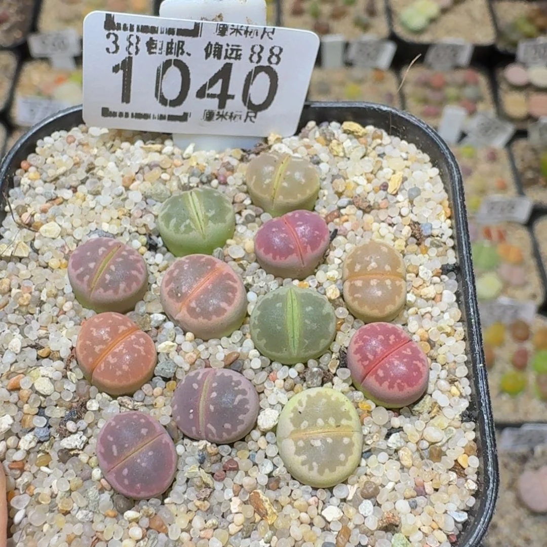 Sssss精品生石花1040
