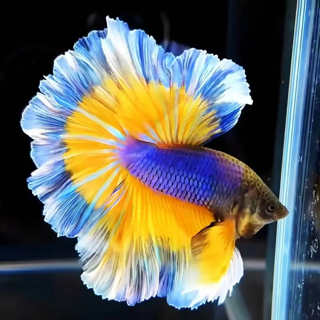 （精品201-260）好养耐活的斗鱼小型热带观赏鱼桌面宠物婚纱鱼