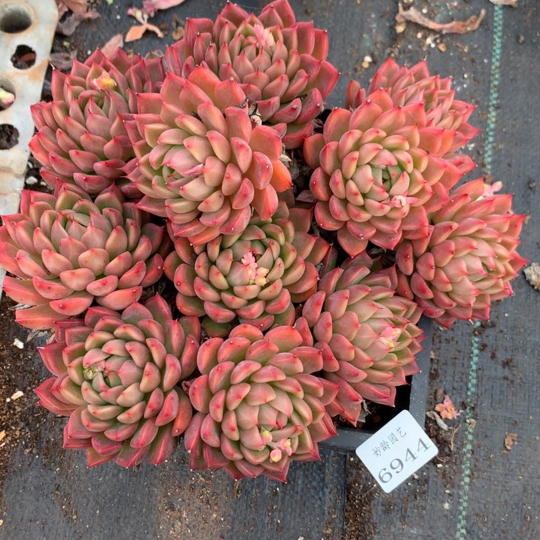 6944杂交多肉老桩