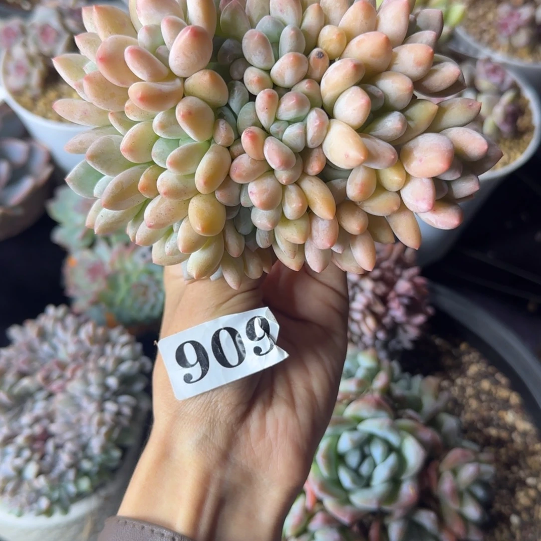 香水一物一拍多头909