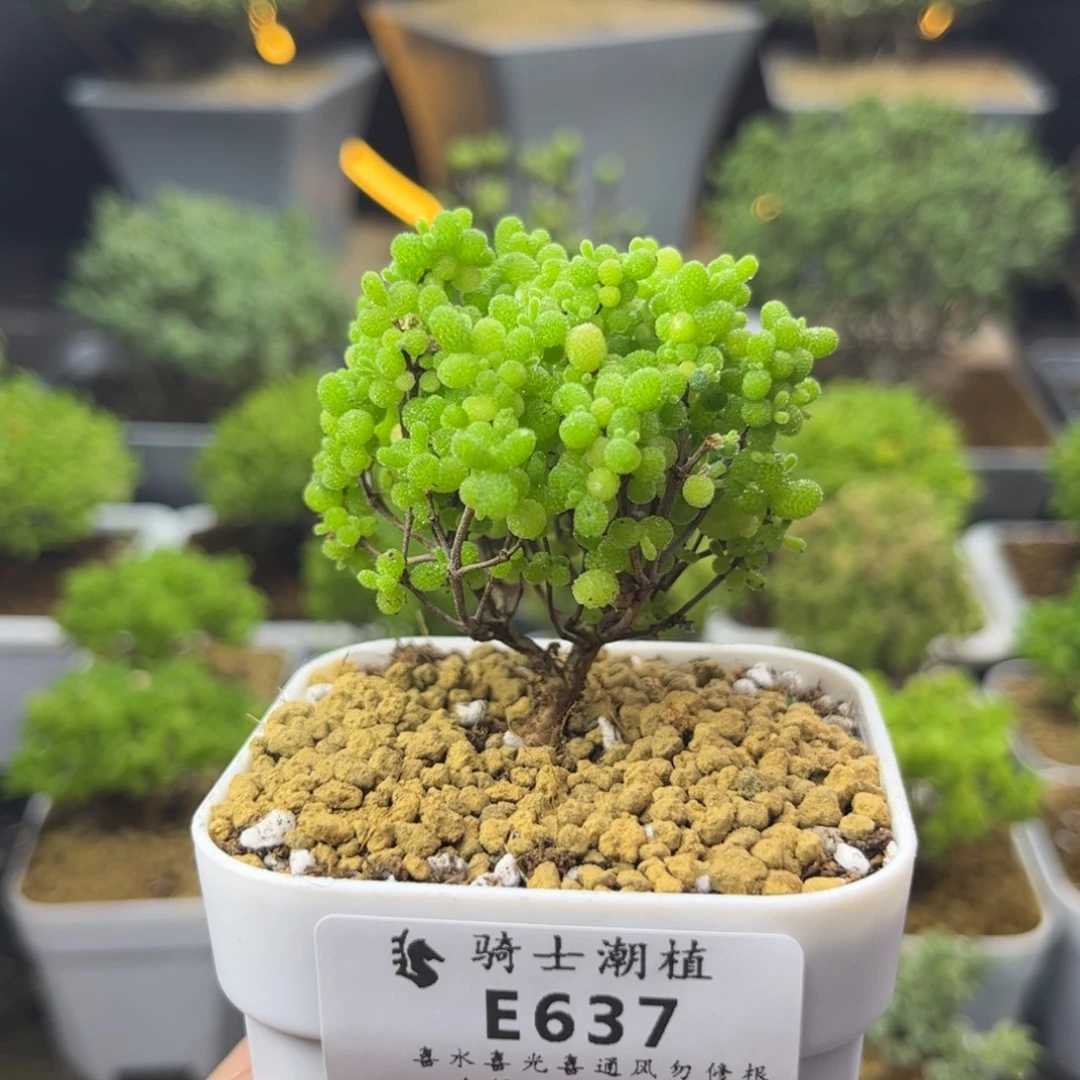 637蜜橘糖球枝干番杏
