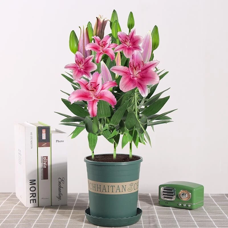 百合花盆栽带花苞室内客厅浓香型花卉香水百合鲜花苗四季开花植物