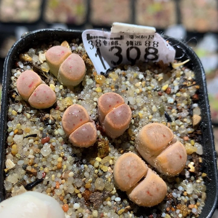 Zzzz精品生石花1308