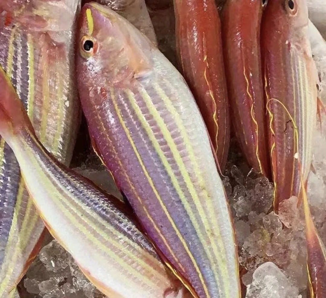 惠来神泉本港金线正红杉鱼