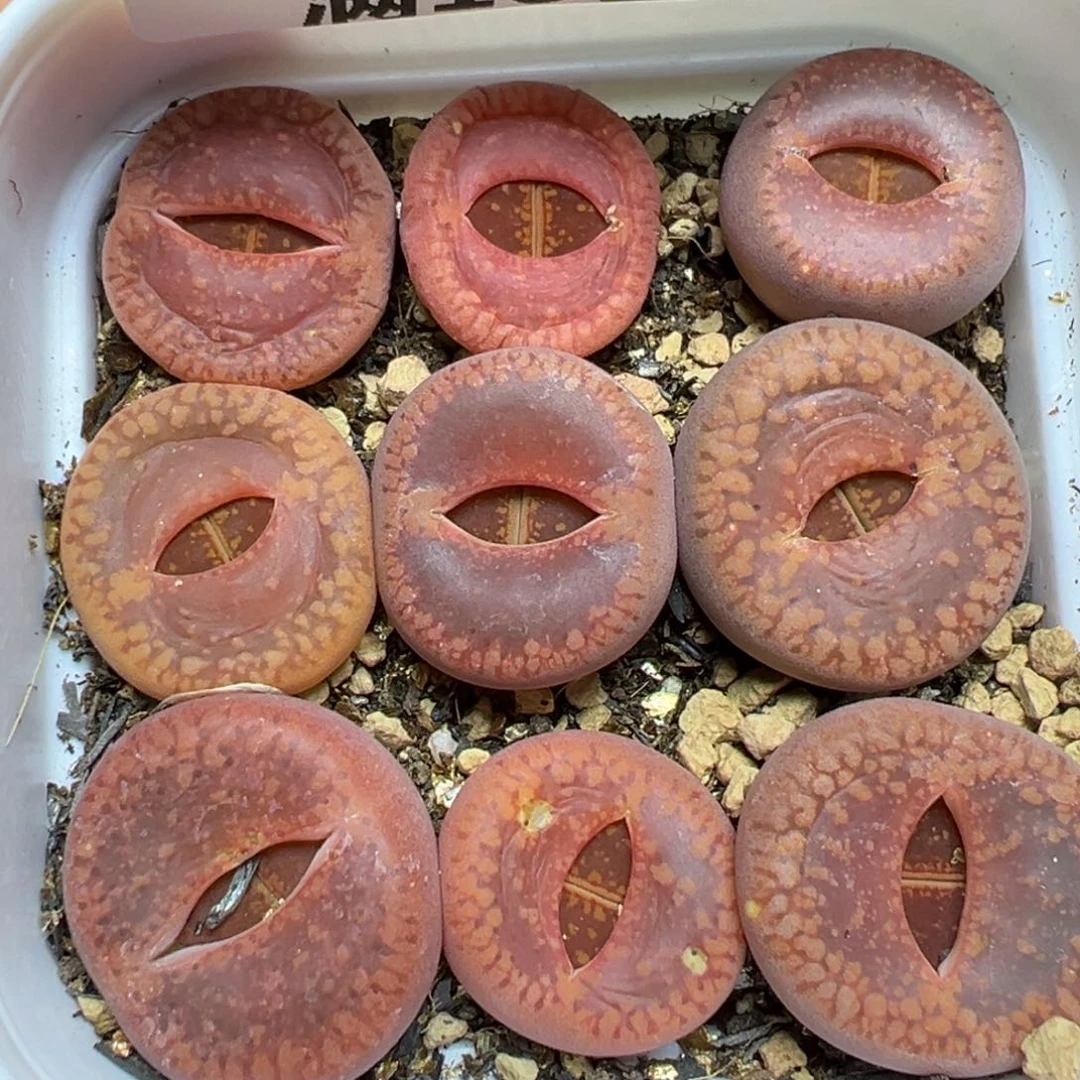 【闪购商品】105……