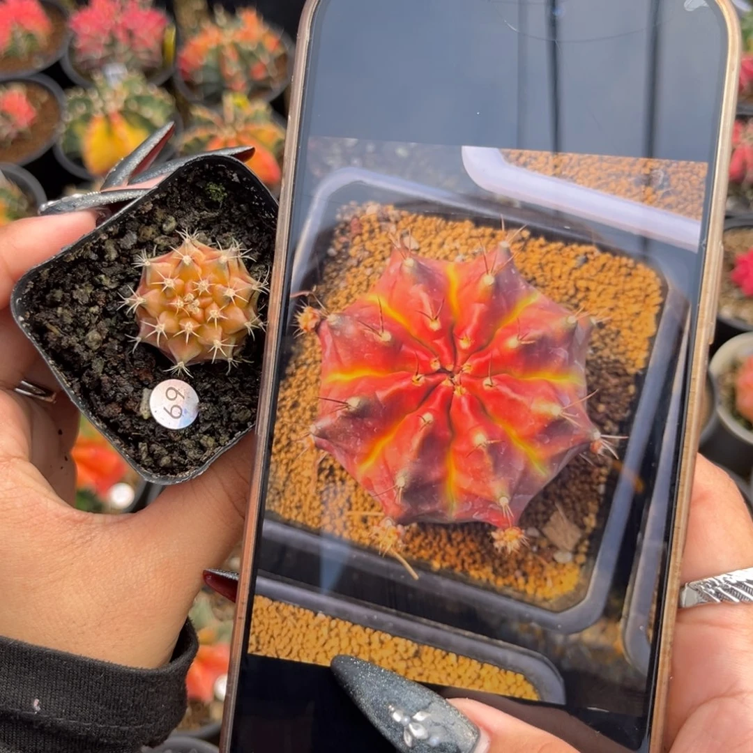 69 绿魔 侧牙 带盆土
