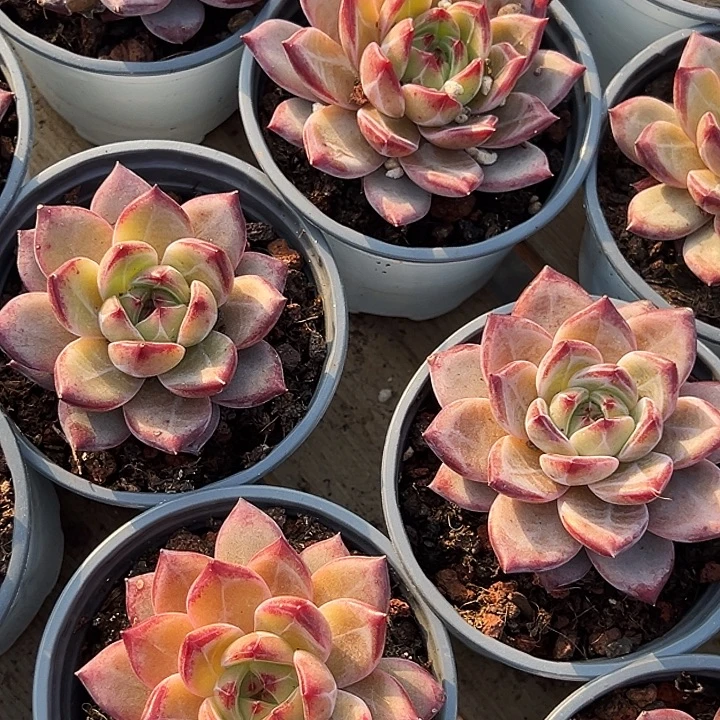 夜魔侠          福利多多