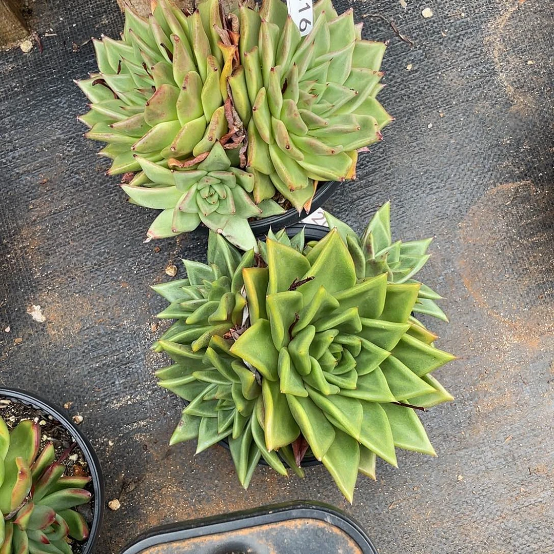 若如东云组拍D316