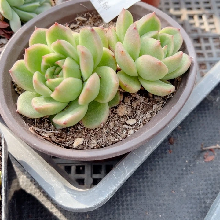 锦多肉植物38多肉植物