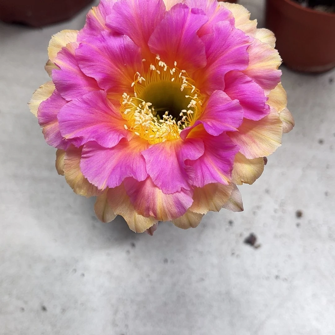 彩草75号6-7公分左右